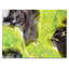 «Green and Black Luxury Abstract Fluid Art I», peinture sur toile-67323369-67323371