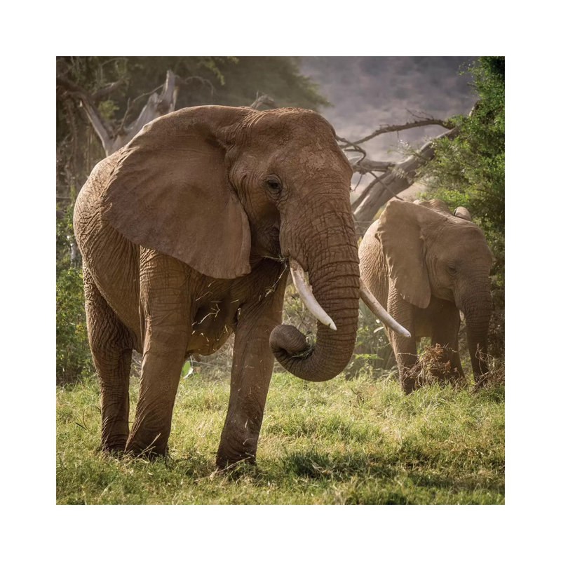 Africa, Kenya. African Elephants Feeding 1 Piece Wrapped Canvas Wall Art, 66.04cm H x 66.04cm W x 1.905cm D
