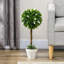 60cm Plant