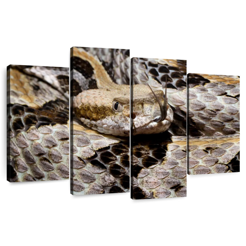Brampt Tongue Flicking Timber Rattlesnake