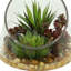 Echeveria & Marginata in Water Arrangement Planter
