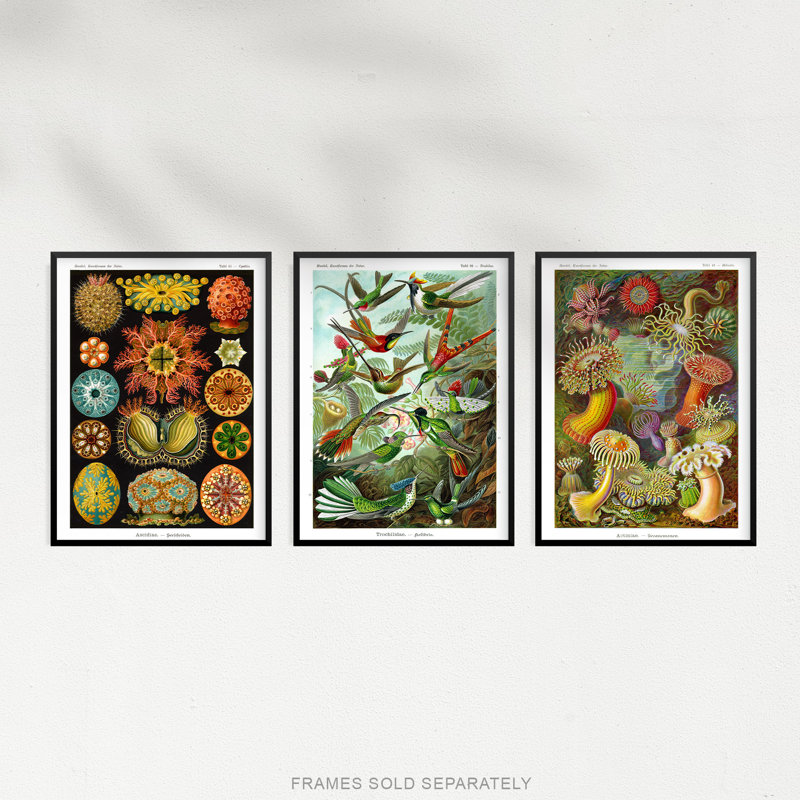 Hummingbirds And Sea Anemones Haeckel Vintage Illustrations - 3 Piece No Frame Print Set, 29.7cm H x 21cm W x 0.4cm D