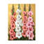Art sur toile gladioli bolognaise, rose Momart-104292677