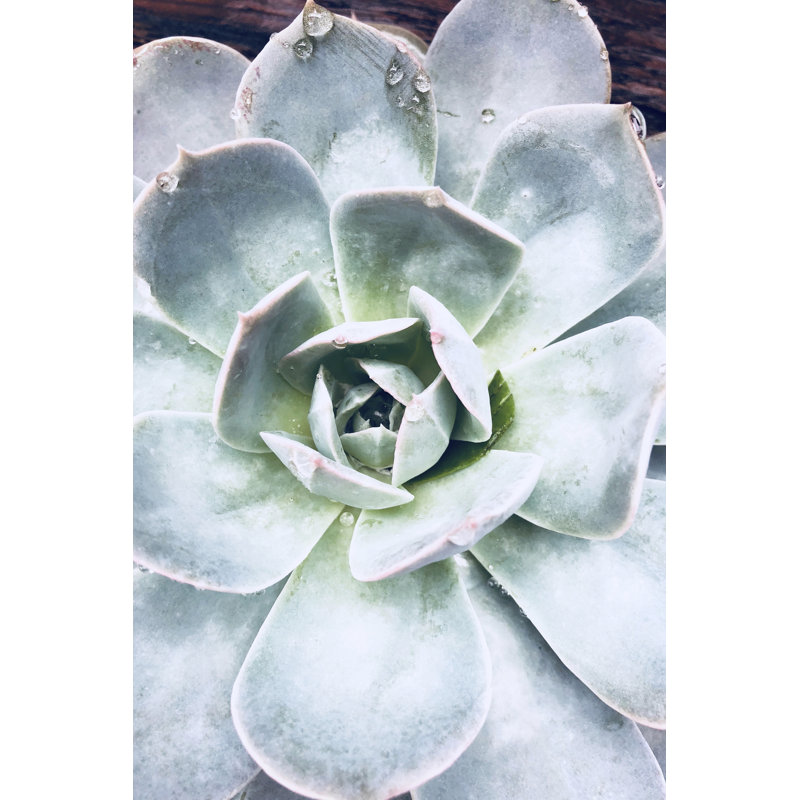Pastel Succulent Beauty IV by Irena Orlov - Photograph Print, 30cm H x 20cm W, Wrapped Canvas