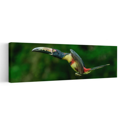 Toucan tropical, vol, oiseau coloré abstrait, forêt naturelle, art mural
