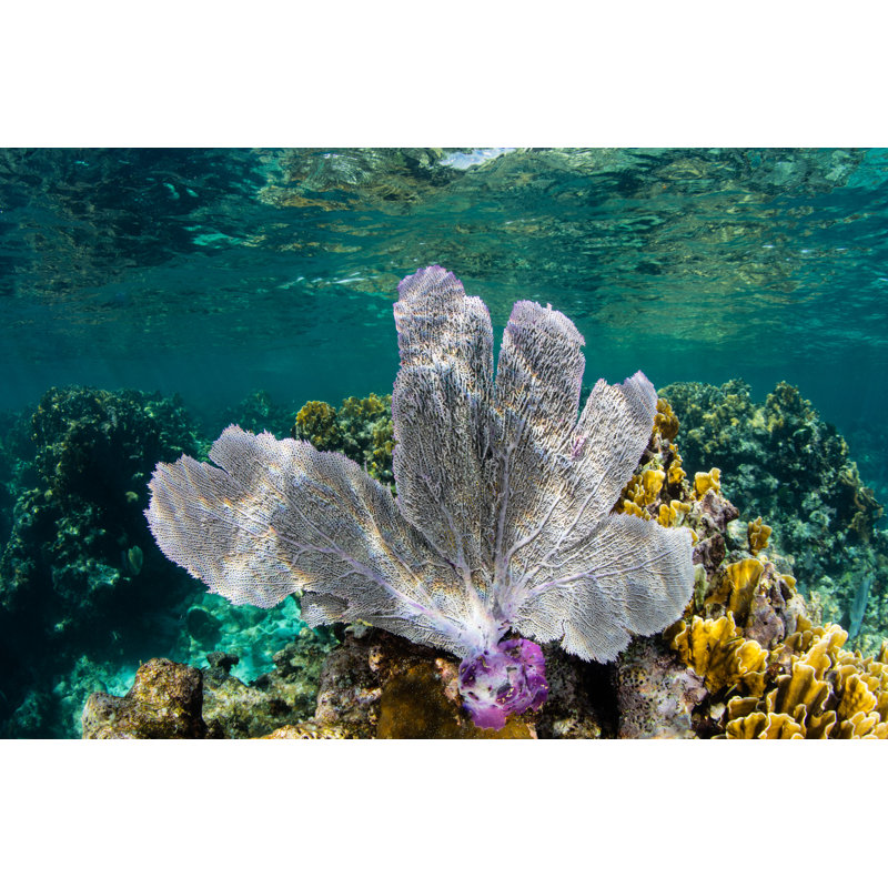 Colorful Sea Fan by Velvetfish - Wrapped Canvas Print, 30cm H x 46cm W