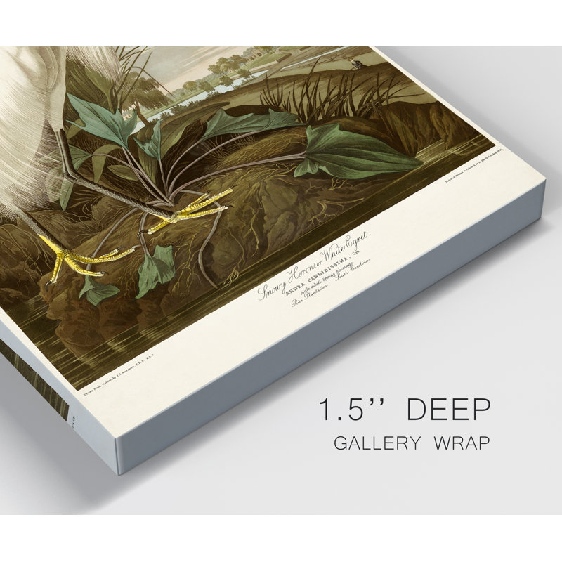 «Pl 242 Snowy Heron», reproduction d'art sur toile tendue, H 20 po x l 16 po x P 1 po