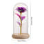 Cloche Or Water Globe-1360299750