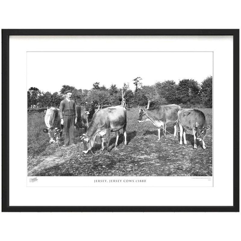 Jersey, Jersey Cows C1880 by Francis Frith - Single Picture Frame Print, 28cm H x 36cm W x 2.3cm D