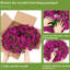 Couronne 22 po Morningglory-322782474
