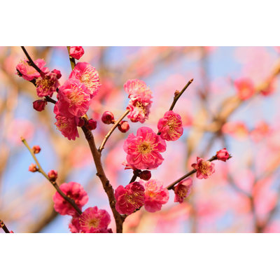 Leaunna " Japanese Pink Plum Blossom "