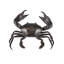 Crab Bronze