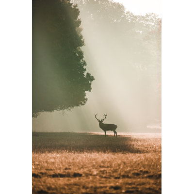 Silhouetted Red Deer by Sherrodphoto - Wrapped Canvas Print