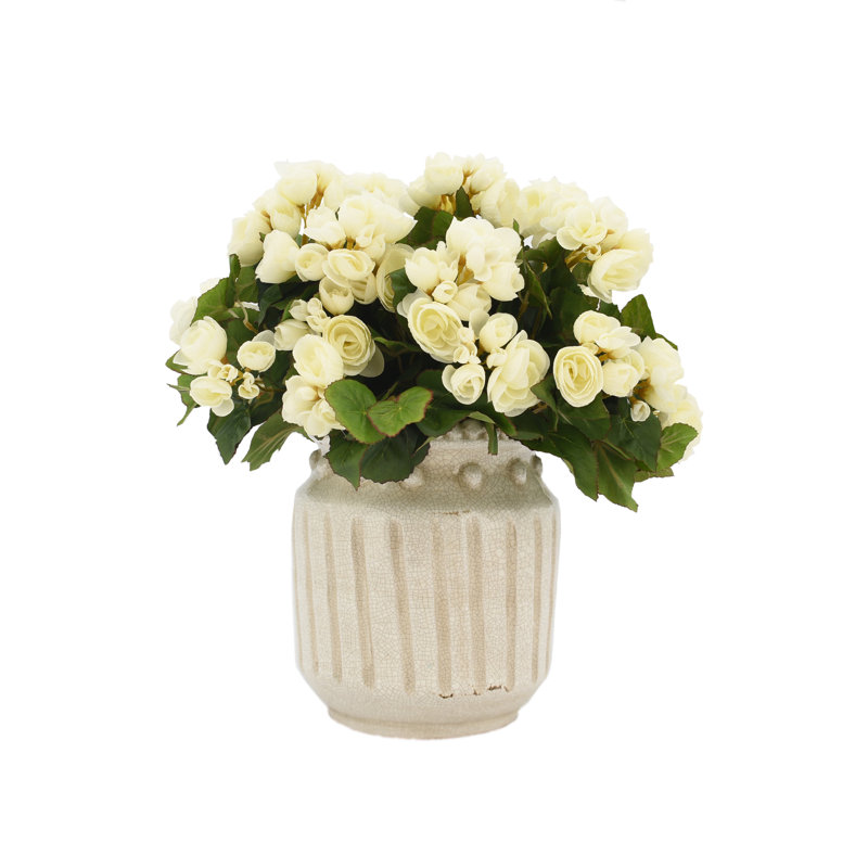 Begonia Arrangement In Ceramic Vase, White