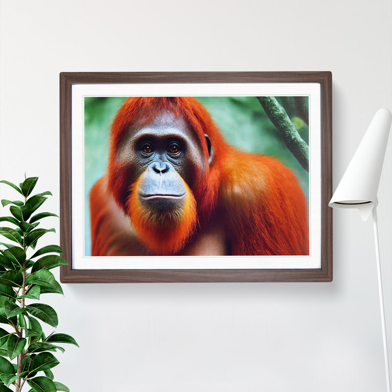 Electrifying Orangutan - Single Picture Frame Print, 25cm H x 34cm W x 2cm D, Walnut 
