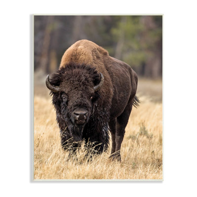 Bison sauvage américain qui broute de l'herbe rustique - Photographie
