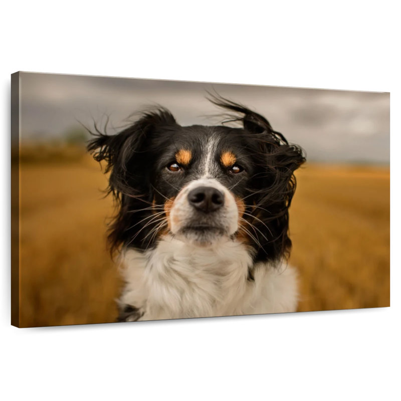 Border collie Brampt Expressive, H 8 po x l 12 po