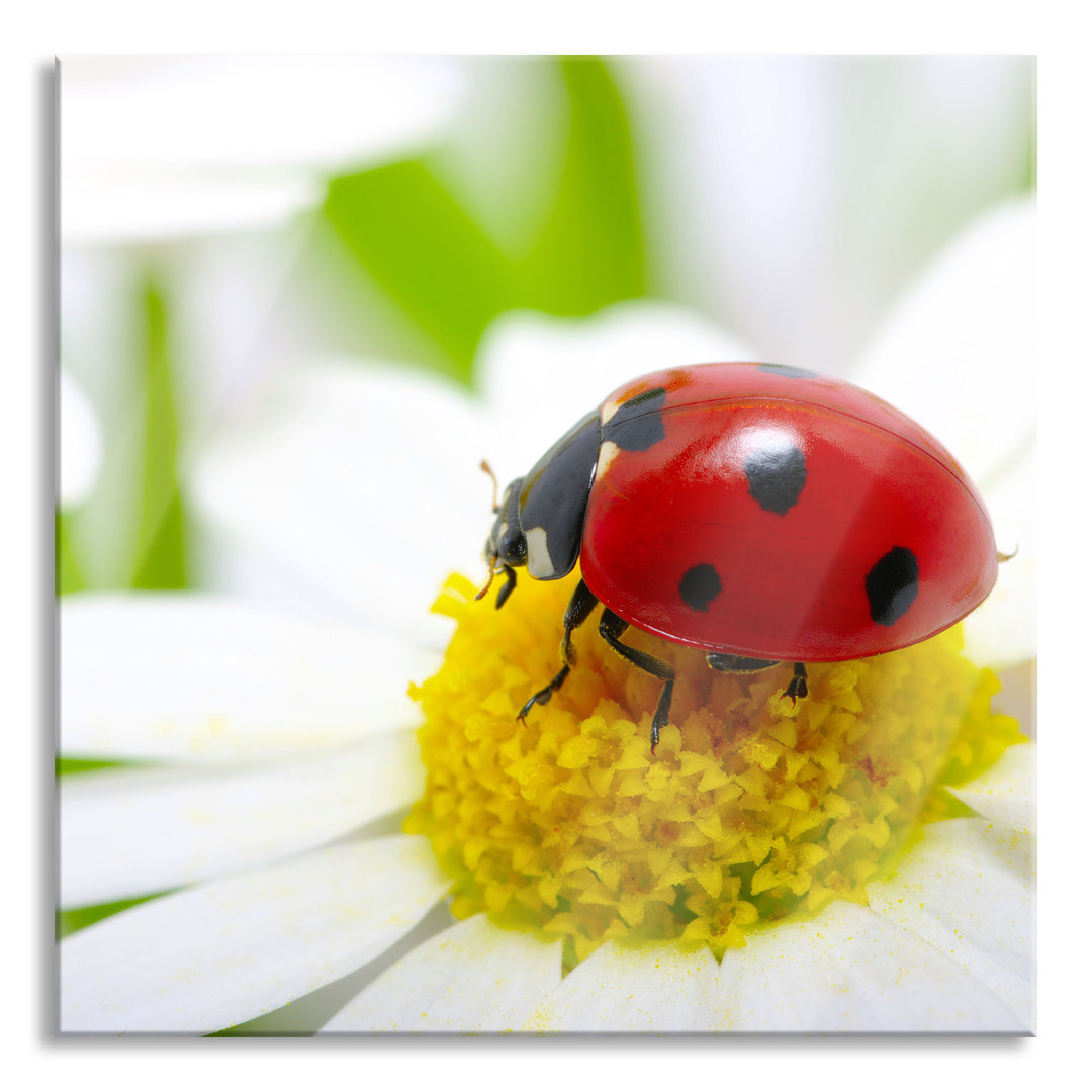 Ungerahmtes Foto auf Glas "Ladybird on a Daisy"