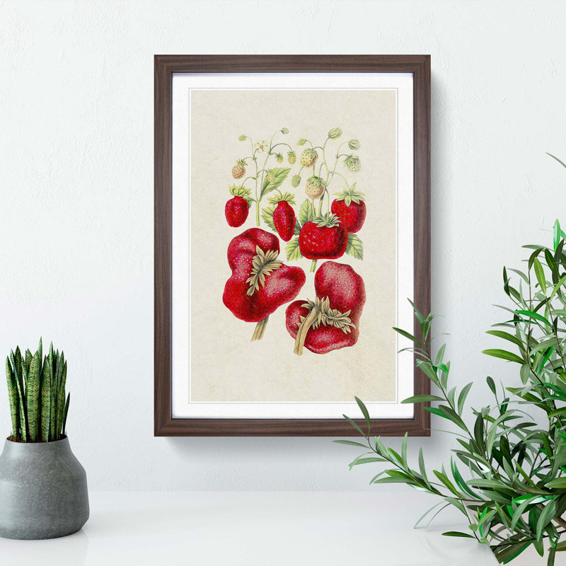 Illustration of Strawberry Plants - Framed Print, 36cm H x 27cm W x 2cm D, Walnut Framed