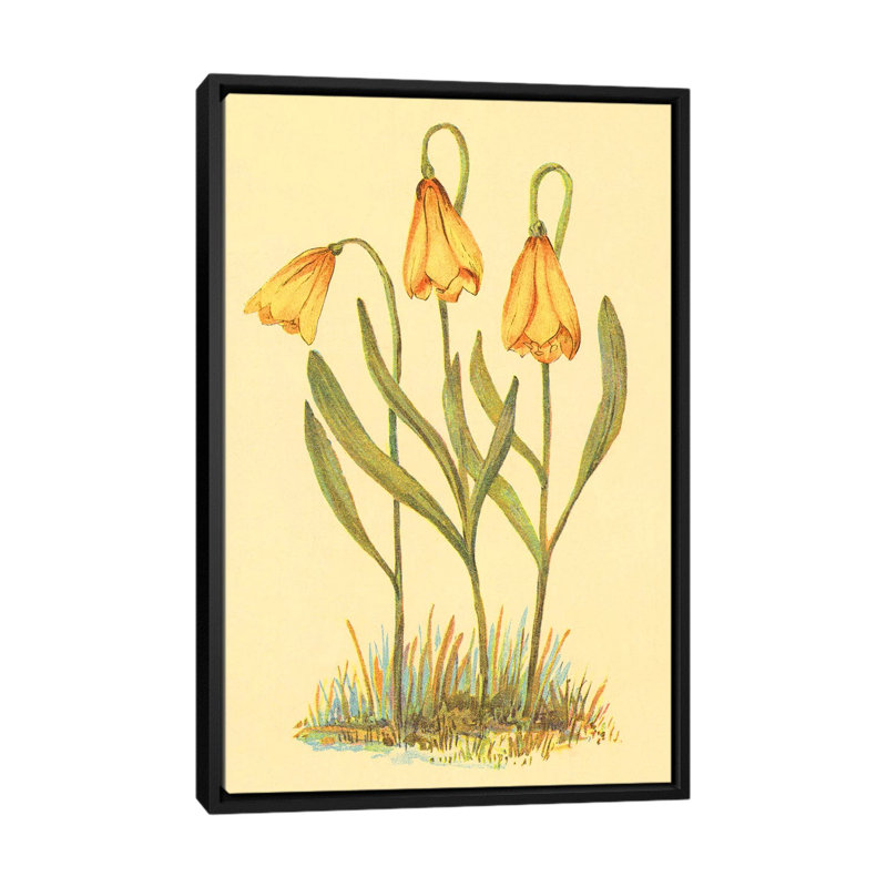 « fritillary », reproduction sur toile, H 26 po x l 18 po x P 1,5 po, Toile encadrée noire, Pas de tapis