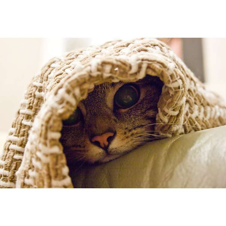 Cat With Pink Nose Peaking Out From Under A Blanket by Lee Peers - Wrapped Canvas Print