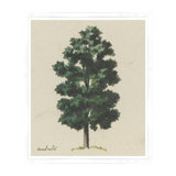 Forest Green Print