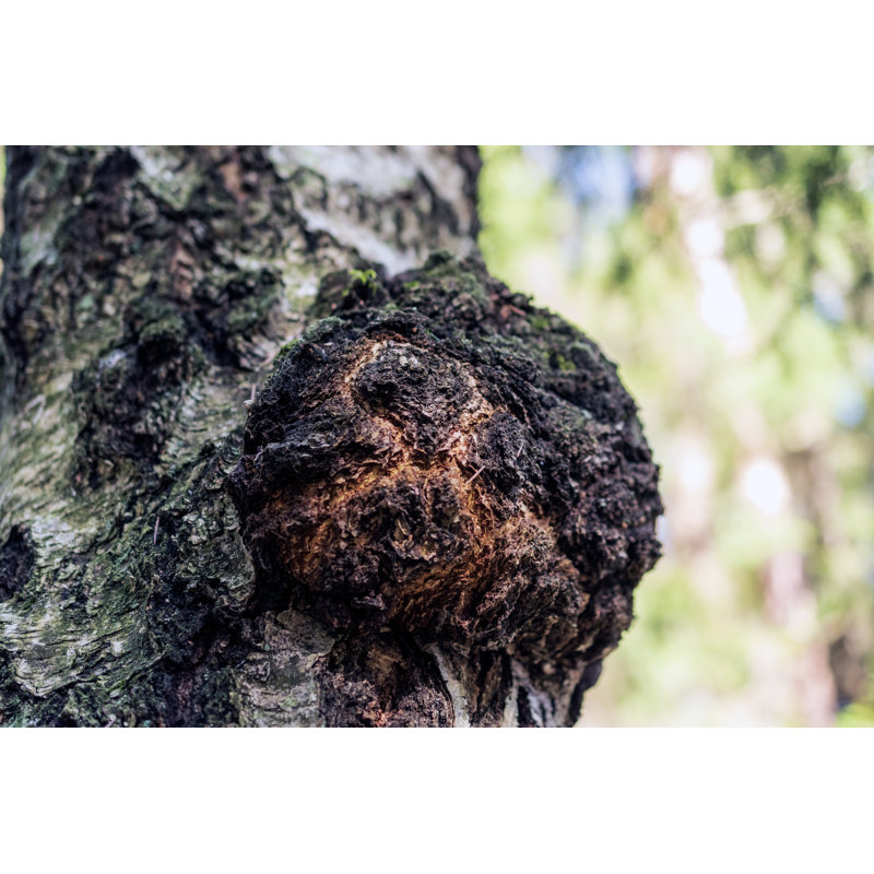 Chaga Mushroom - Photographie sur toile tendue, H 8 po x l 12 po