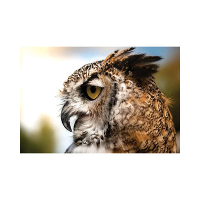 Profil de hibou - NHV278