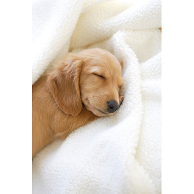 Dog NAP by Gyro - Wrapped Canvas Print