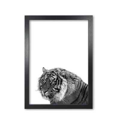 Tiger - Print