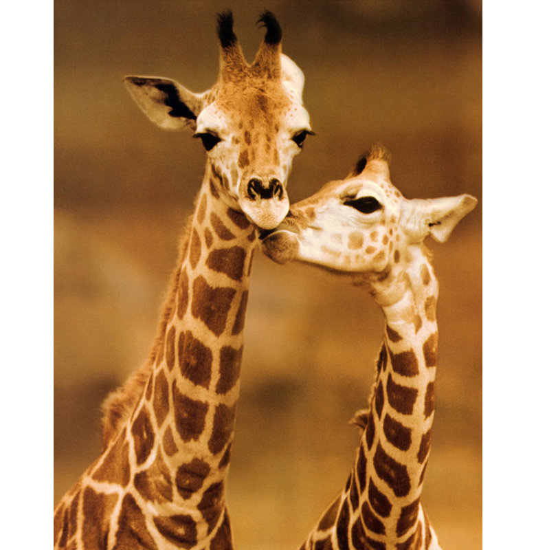 Giraffe First Love, 24" H x 19" W
