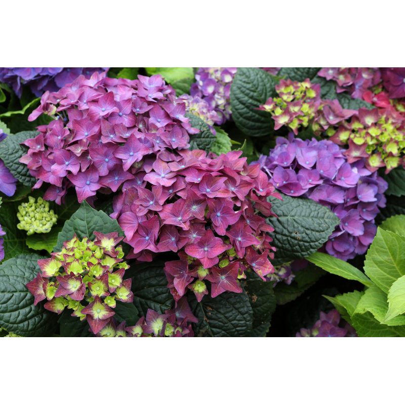 Hydrangea Macrophylla by Tc397, 12" H x 18" W