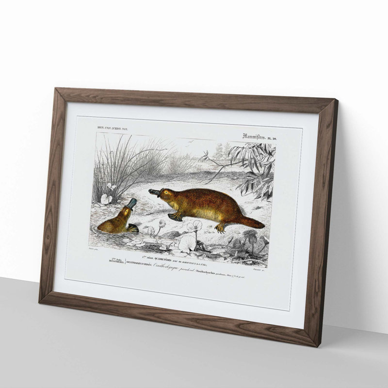 Platypus Illustration by Charles d' Orbigny - Picture Frame Painting Print, 36cm H x 48cm W x 2cm D, Walnut Framed