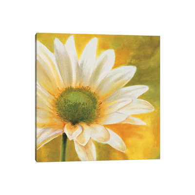 Marguerites Dans Le Soleil 3 by Pierre Viollet - Wrapped Canvas Painting