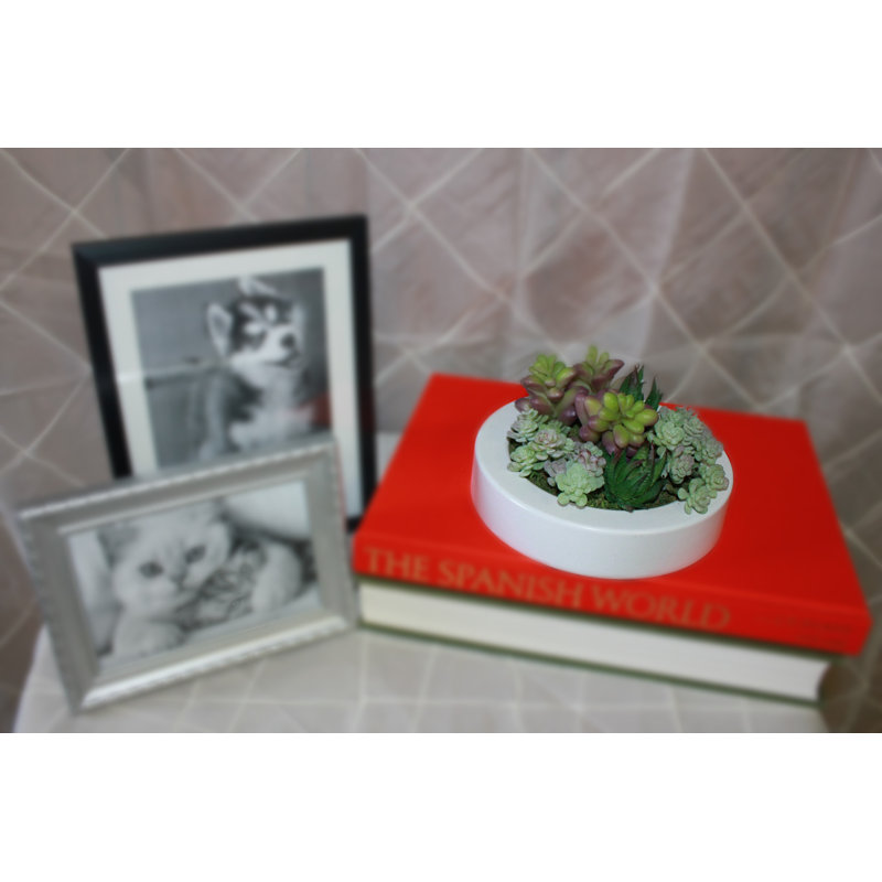 Mixed Foliage Succulent in Plastic Container