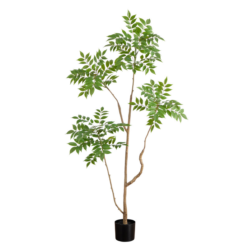 5 pi Pieris artificiel