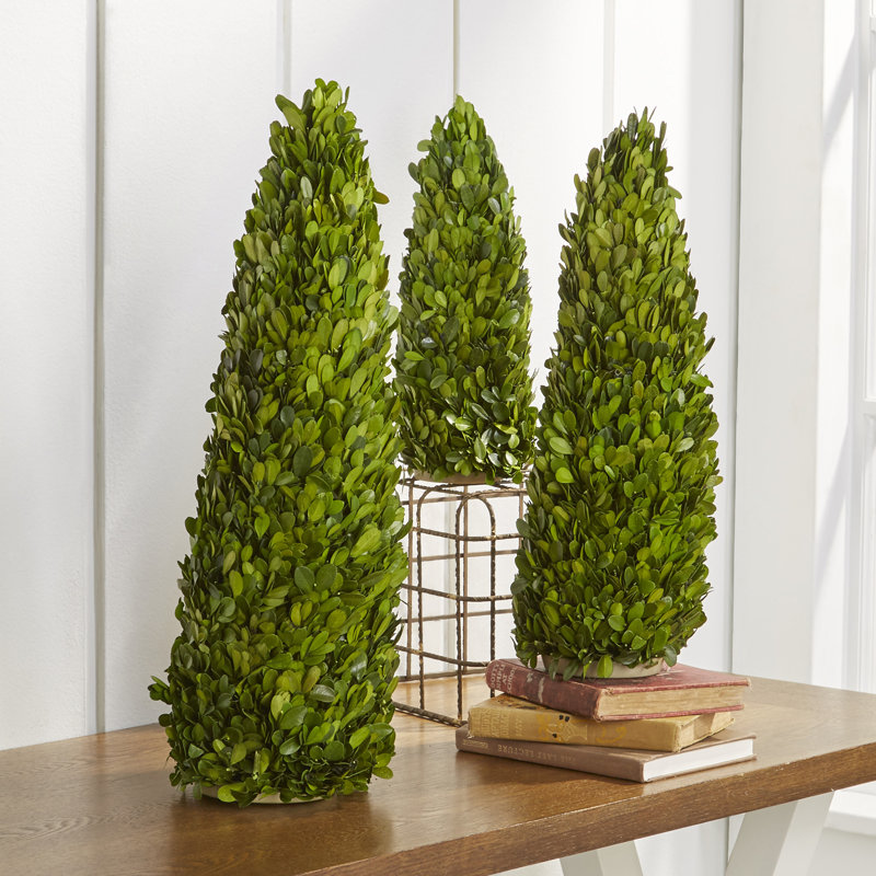 Thisbe Preserved Boxwood Mini Trees, Set of 3