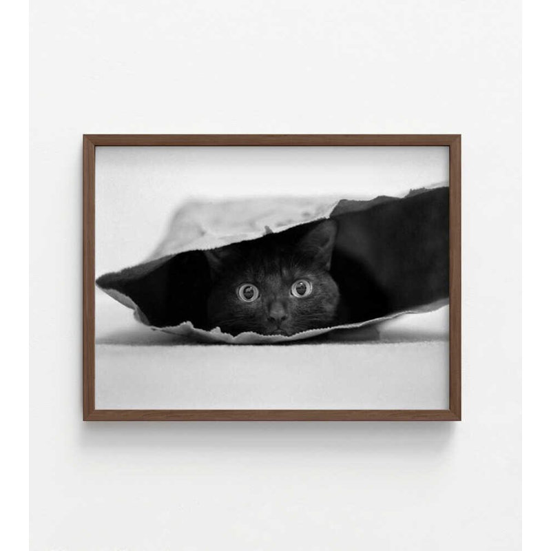 Reproduction de photo de chat, curiosité noir et blanc, Brun, Impression encadrée sans passe-partout, H 8 po x l 10 po