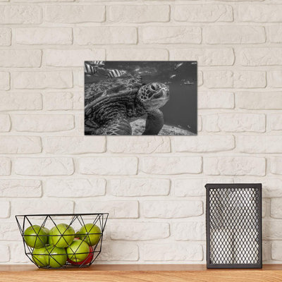 Green Sea Turtle, Balicasag Island, Philippines by Tim Fitzharris - Wrapped Canvas Print