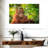 Leaf Munching Orangutan-107887508