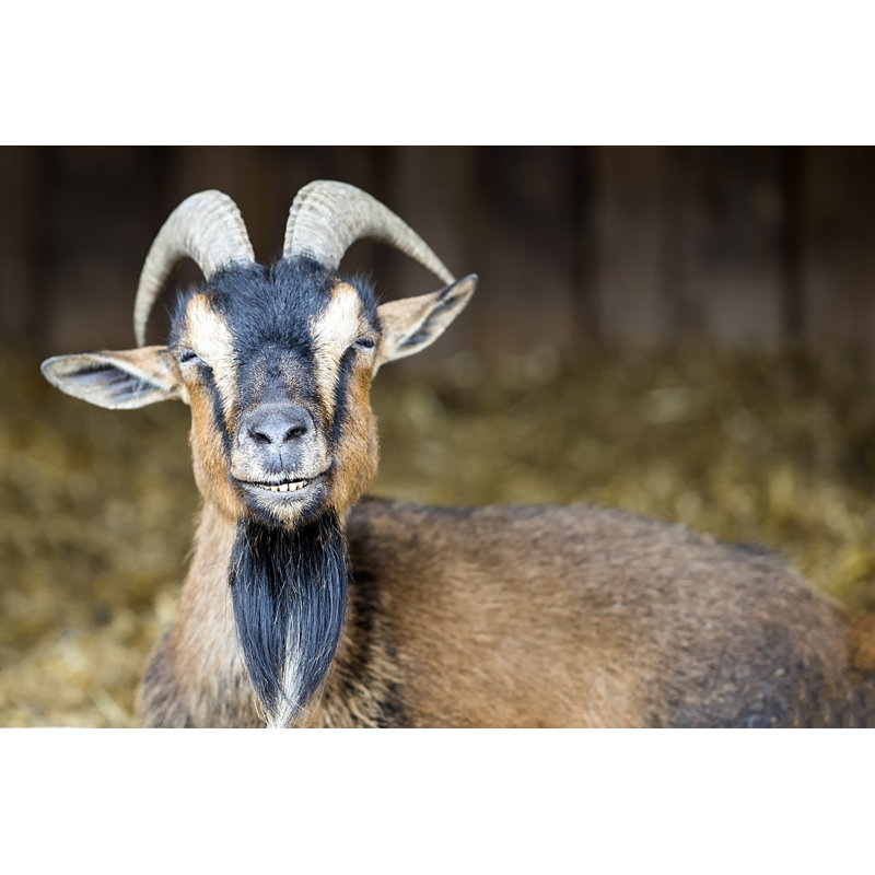 Smiling Goat - Wrapped Canvas Print, 30cm H x 46cm W x 3.8cm D