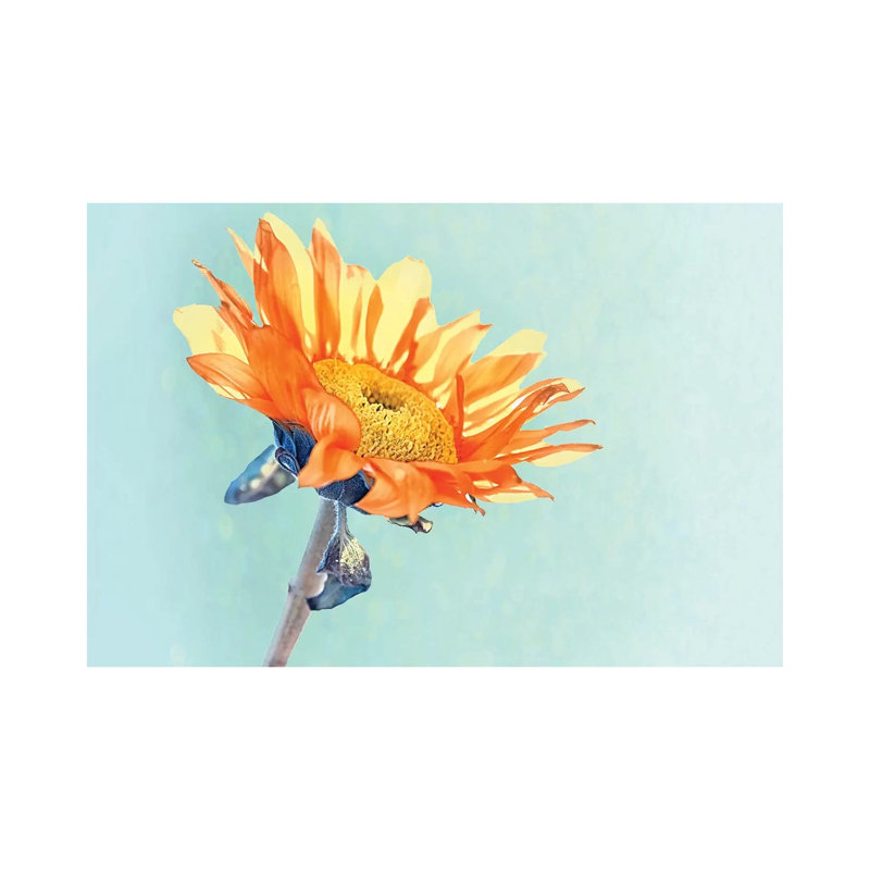 Sunflower by MScottPhotography - Wrapped Canvas Painting, 20.32 cm H x 30.48 cm W