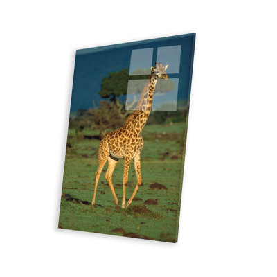 " Masai Giraffe Portrait, Kenya " by Tim Fitzharris