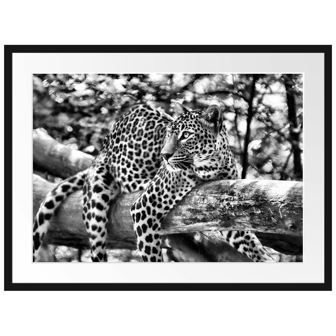 Gerahmtes Poster Leopard auf Ast