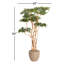 7' Sandblasted Ruscus in Grove Planter