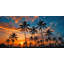 «Tropical Palm Sunset», art mural sur toile tendue-129452220