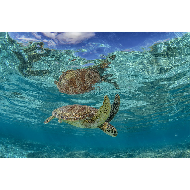 Green Turtle - Wrapped Canvas Print, 81cm H x 122cm W x 3.8cm D