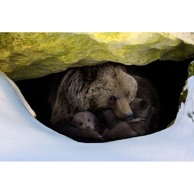 Brown Bear With Two Cubs by Byrdyak - Wrapped Canvas Print, 30cm H x 46cm W