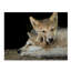 «Wolf Pup Brothers» de Fillmer, reproduction de photo sur toile tendue-30358389