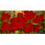 «Red Flowers», reproduction sur toile-24800096-34405583